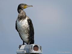 Zeeland / Vlissingen / 20100730
