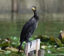 Noord Brabant / Etten-Leur / 20100904