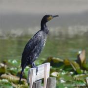 Noord Brabant / Etten-Leur / 20100904