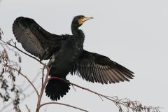 Noord Brabant / Etten-Leur / 20120114