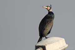 Zeeland / Vlissingen / 20120128