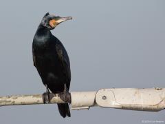 Zeeland / Vlissingen / 20150312