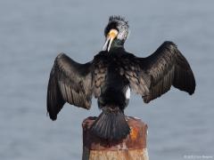 Zeeland/ Tholen / Bergse sluis / 20150312