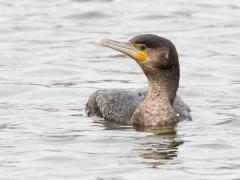 Noord Brabant / Biesbosch / 20170317
