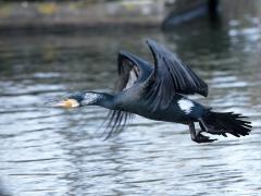 Zuid Holland / Den Bommel / 20190129
