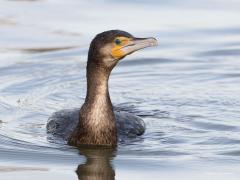 20190203 Aalscholver Dat groene oog valt me iedere keer weer op bij deze echte watervogel. Een beetje een rare watervogel is ie wel want hij wordt echt nat omdat ie zichzelf slecht inoliet. Het water wordt zo niet afgestoten door het verenkleed en kan de huid bereiken. Niet zo handig met dit koude weer lijkt me.