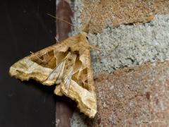 20170303 Agaatvlinder Gisteren liep deze rups tegen de muur bij onze achterdeur. Je kunt deze rups het hele jaar aan treffen en hij overwintert als rups of als pop. In milde winterdagen gaat de rups door met eten. De verpopping vindt gewoonlijk plaats in een cocon in de grond en soms in een voeg in een muur. Twee jaar terug vond ik in januari ook al een dergelijke rups daar op de muur. Die rups heb ik toen in een potje laten verpoppen, na zeven weken kroop de vlinder er uit, blijft een klein wonder.