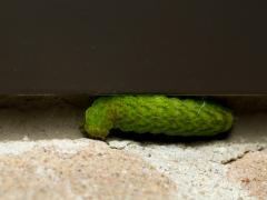 Eigen kweek / 20150225