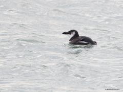 20190221 Alk Vandaag zag ik bij de Plompe Toren bij Koudekerke meerdere echte alken zwemmen. Best ongewoon om deze echte zeevogel daar in Zeeland aan te treffen. De vorm van de snavel is heel kenmerkend, smal en hoog. Ook in de winter is het witte streepje op de neus bij volwassen vogels te zien. Op Wikipedia lees ik; In Europa zijn de populatie-aantallen sinds 2005 aan het dalen. Een oorzaak daarvan is de achteruitgang van het bestand aan zandspiering. Ook andere factoren spelen een rol zoals klimaatverand