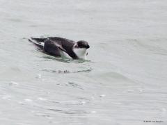 20190222 Alk Er waren enkele alken druk bezig met foerageren. Dan valt het nog niet mee om ze op te foto te krijgen. Ze zitten immers niet zo dicht bij de dijk en zijn steeds maar even boven water en waar ze weer opduiken is steeds een gokje. Ze vissen op kleine vissoorten, zoals spiering en haring, en kreeftachtigen die worden opgedoken van soms een aanzienlijke diepte. Ze zijn onder water echt rap, komt omdat ze poten en vleugels gebruiken bij het zwemmen. Je kunt ook zeggen dat ze onder water eveneens vl