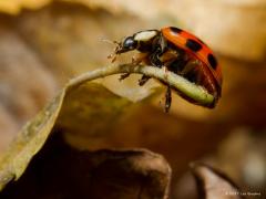 20170525 Veelkleurig Aziatisch lieveheersbeestje Op de vorige foto was de larve van dit kevertje te zien. Deze lieveheersbeestjes worden ook ingezet als biologische insectenbestrijders, ze lusten namelijk heel graag bladluis.