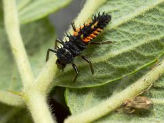 20170524 Veelkleurig Aziatisch lieveheersbeestje Toen ik dit beestje in de tuin vond had ik geen idee welk diertje dit was. Ook middels deze foto kwam ik daar niet een twee achter. Ondertussen weet ik het wel. Herkennen jullie dit diertje
