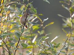 Zundert / De Matjes / 20131019