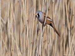Zeeland / Colijnsplaat / 20160412
