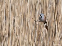 Zeeland / Colijnsplaat / 20160412