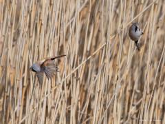 Zeeland / Colijnsplaat / 20160412