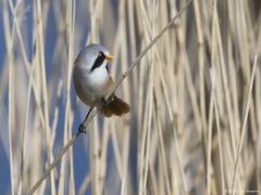 Zeeland / Colijnsplaat / 20160412