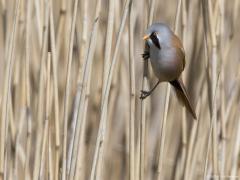 Zeeland / Colijnsplaat / 20160412