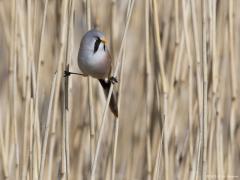 Zeeland / Colijnsplaat / 20160412