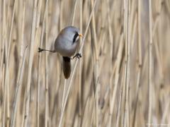 Zeeland / Colijnsplaat / 20160412