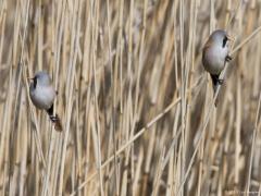 Zeeland / Colijnsplaat / 20160412