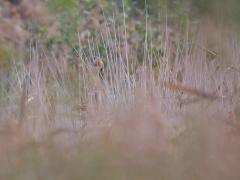 Zundert / De Matjes / 20131019