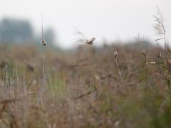 Zundert / De Matjes / 20131019