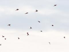 Zundert / De Matjes / 20131019