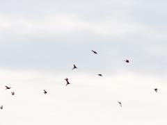 Zundert / De Matjes / 20131019