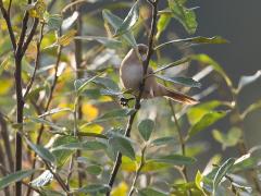 Zundert / De Matjes / 20131019