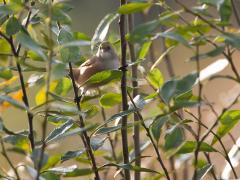 Zundert / De Matjes / 20131019