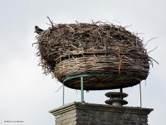 20190301 Kauw De vorige foto was een uitsnede van deze, laat zien dat er best wat detail in zo'n foto zit. Het ooievaarsnest bij Bouvigne. Wat een nest bouwen die ooievaars. Ze zijn al terug maar toen ik ging kijken was alleen deze kauw even op bezoek op het nest. Een volgende foto is hopelijk wel met ooievaars erop.