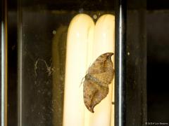 Tuin bij buitenlamp / 20150508