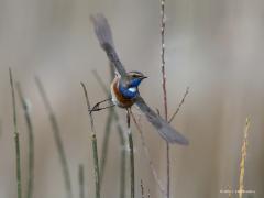20170409 Blauwborst Ze zijn al weer enkele weken terug in ons land, deze mooie zangvogel uit de onderfamilie tapuiten. De blauwborst meet van kop tot puntje van de staart circa 14 centimeter en komt de laatste tien jaar steeds meer bij ons voor. Zijn liedje is goed te herkennen na wat oefening.