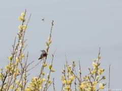 Blauwborst 20150410