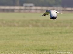 Blauwe kiekendief 20130202 Riel