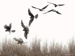 20190128 Blauwe Kiekendief Ik kon enkele seconden dit vrouwtje blauwe kiekendief door mijn camera volgen. Nam diverse opnames en had de mazzel dat plotseling naar een vermeende prooi werd gedoken. Helaas voor haar vergeefs want met niets in de klauwen vervolgde ze haar weg. Middels Photoshop kon ik een samenstelling maken van de vlucht. Dit geeft een goede impressie van de manier waarop een kiekendief jachtvluchten maakt.