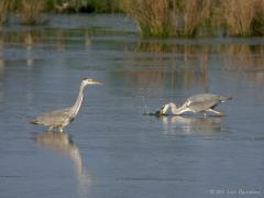 Blauwe reiger 20090419