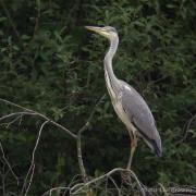 Blauwe reiger 20090808