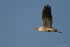 Blauwe reiger 20120524