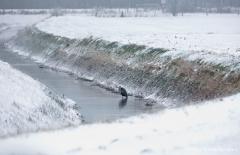 Blauwe reiger 20130117