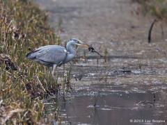 Blauwe reiger 20130410