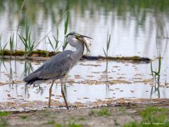 Blauwe reiger 20160510