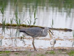 Blauwe reiger 20160510