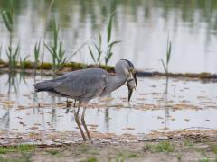 Blauwe reiger 20160510
