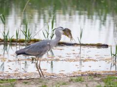 Blauwe reiger 20160510