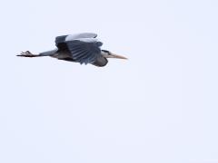 Blauwe reiger 20170204