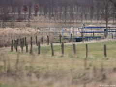 Blauwe reiger 20170204