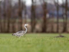 Blauwe reiger 20170224