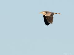 Blauwe reiger 20170527